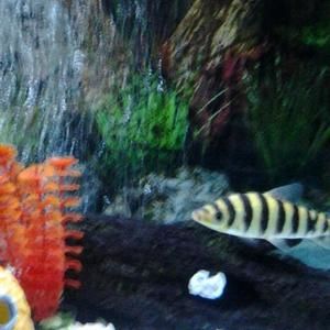 Meet your Posher, Silver